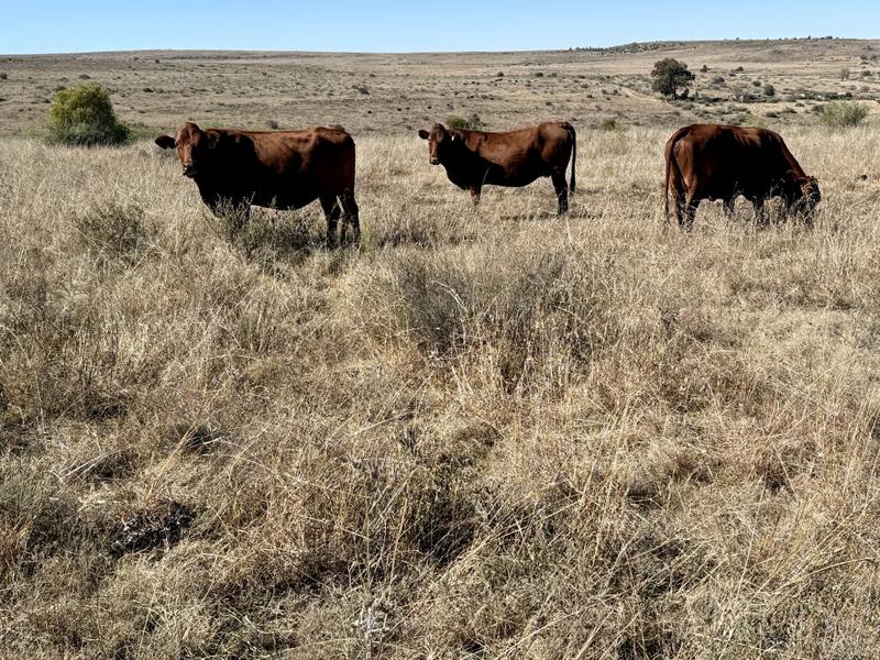 0 Bedroom Property for Sale in Lindley Free State